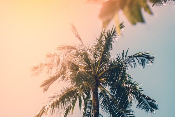 photo of green palm trees